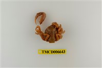 藏品(短指和尚蟹)的圖片